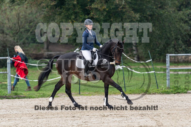 Goldene Schärpe 2020 - Pferde