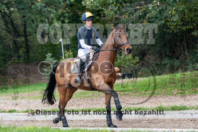 Goldene Schärpe 2020 - Pferde