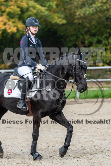 Goldene Schärpe 2020 - Pferde