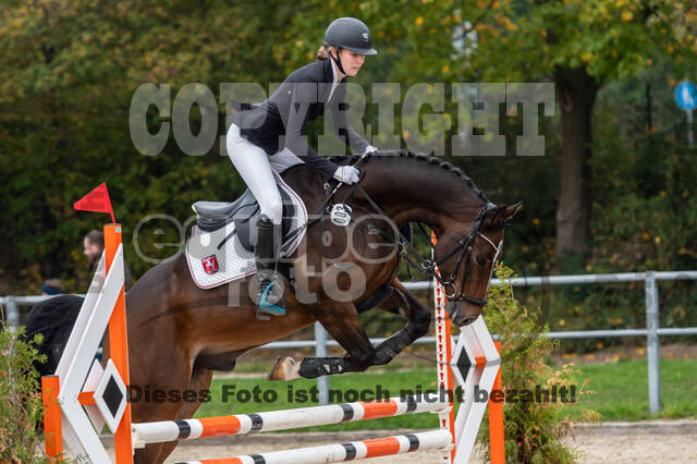 Goldene Schärpe 2020 - Pferde