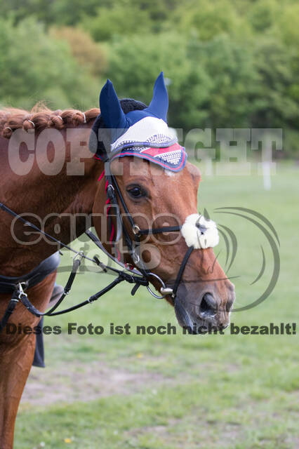 Sterne über Münster 2019 - CCI***S