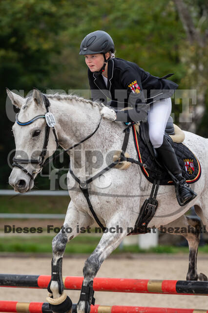 Goldene Schärpe 2020 - Pferde