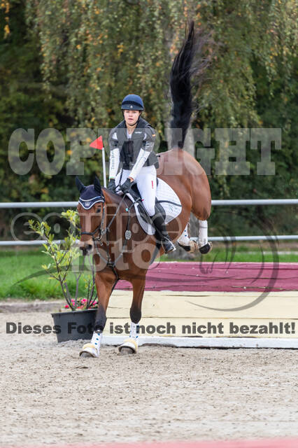 Goldene Schärpe 2020 - Pferde