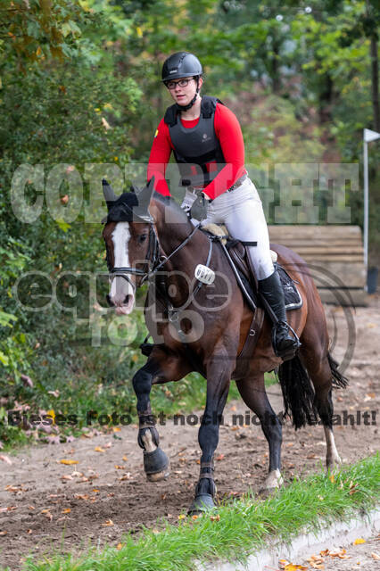 Goldene Schärpe 2020 - Pferde