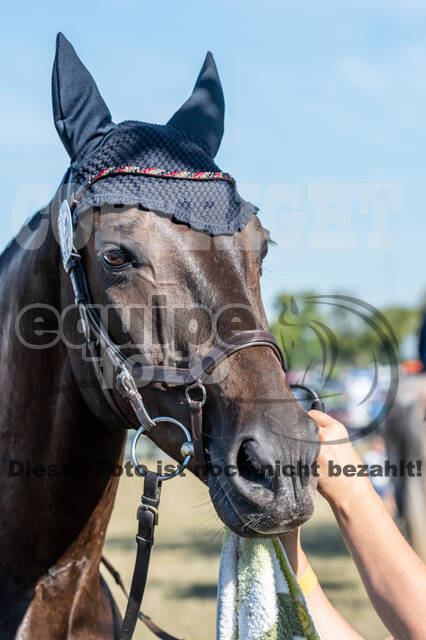Kronenberg - De Peelbergen (August 2020)