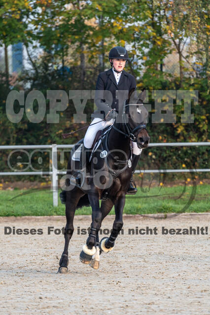 Goldene Schärpe 2020 - Pferde