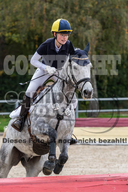 Goldene Schärpe 2020 - Pferde