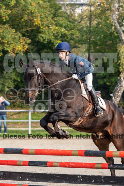 Goldene Schärpe 2020 - Pferde