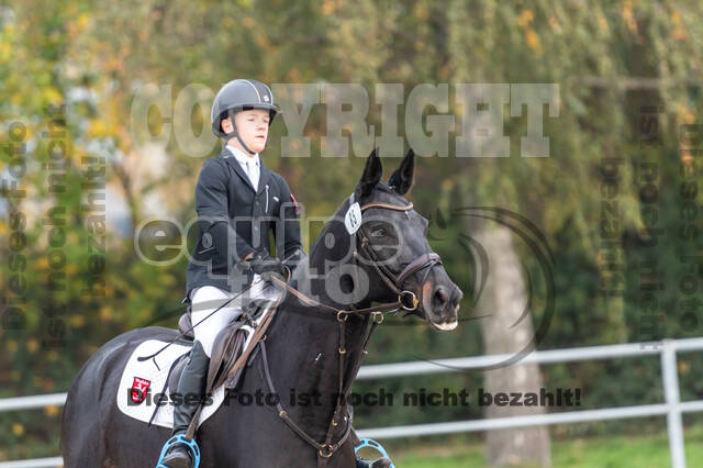 Goldene Schärpe 2020 - Pferde