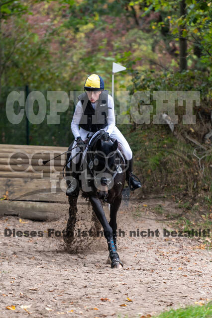 Goldene Schärpe 2020 - Pferde