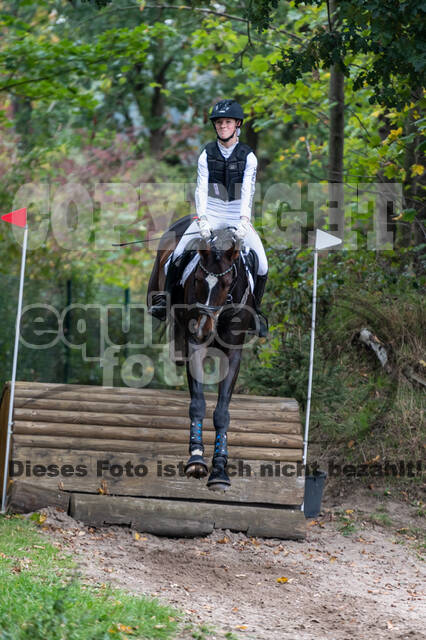 Goldene Schärpe 2020 - Pferde