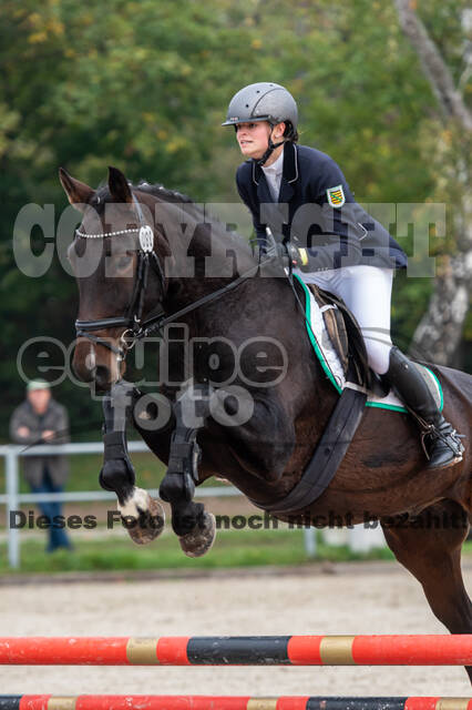 Goldene Schärpe 2020 - Pferde