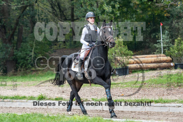 Goldene Schärpe 2020 - Pferde