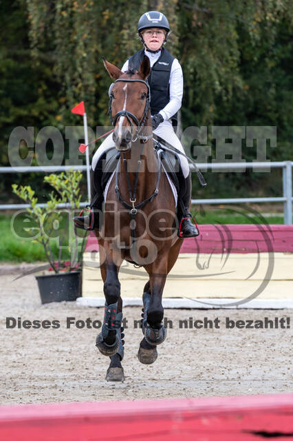 Goldene Schärpe 2020 - Pferde