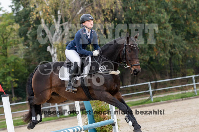 Goldene Schärpe 2020 - Pferde