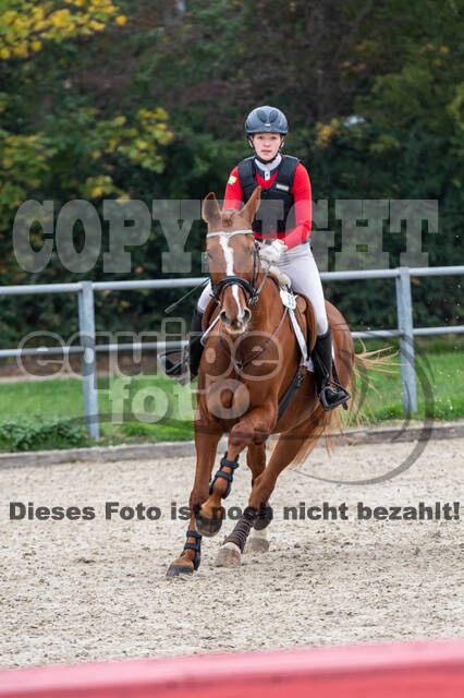 Goldene Schärpe 2020 - Pferde