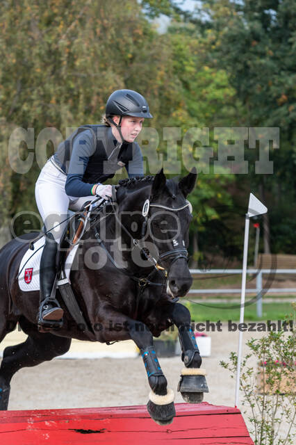 Goldene Schärpe 2020 - Pferde