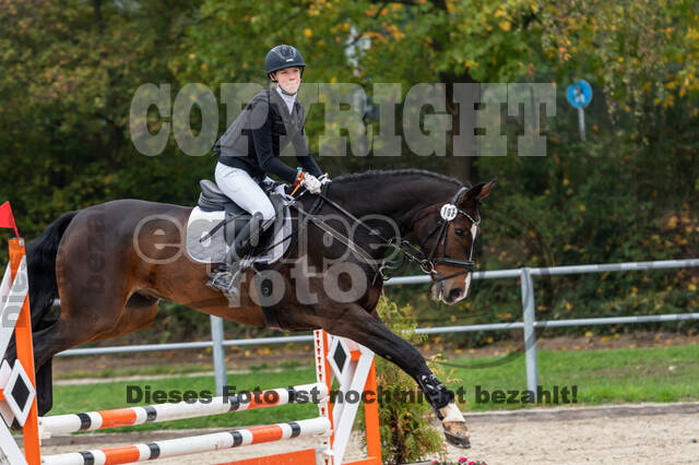 Goldene Schärpe 2020 - Pferde