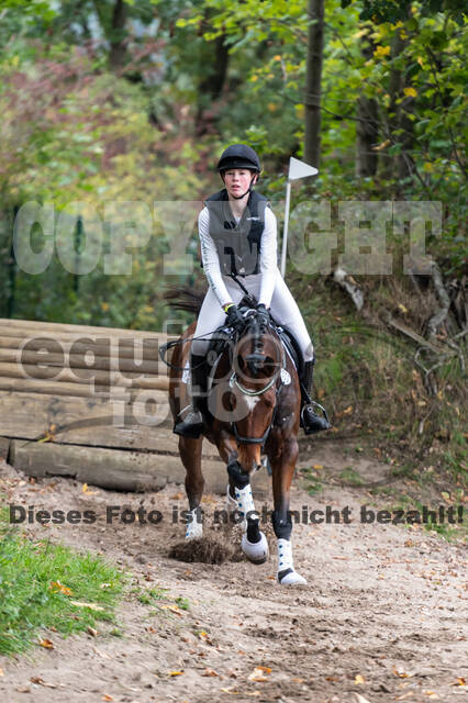 Goldene Schärpe 2020 - Pferde