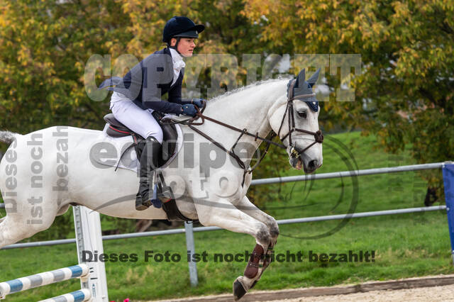 Goldene Schärpe 2020 - Pferde