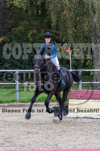 Goldene Schärpe 2020 - Pferde