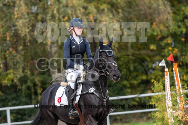 Goldene Schärpe 2020 - Pferde