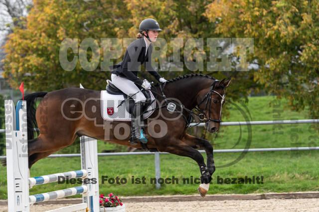 Goldene Schärpe 2020 - Pferde