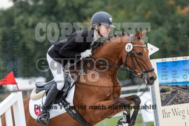 Goldene Schärpe 2020 - Pferde