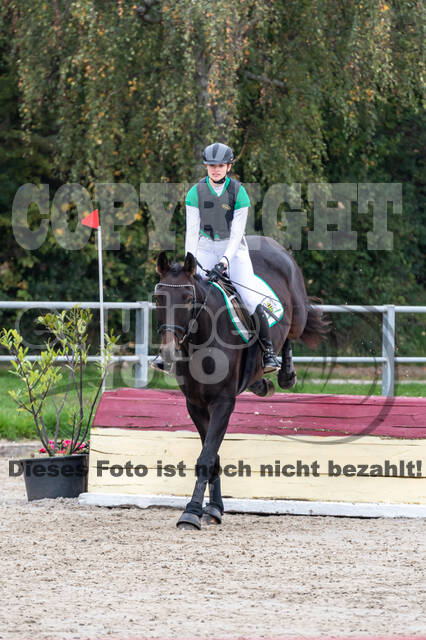 Goldene Schärpe 2020 - Pferde