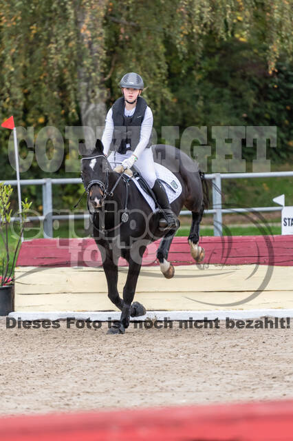 Goldene Schärpe 2020 - Pferde