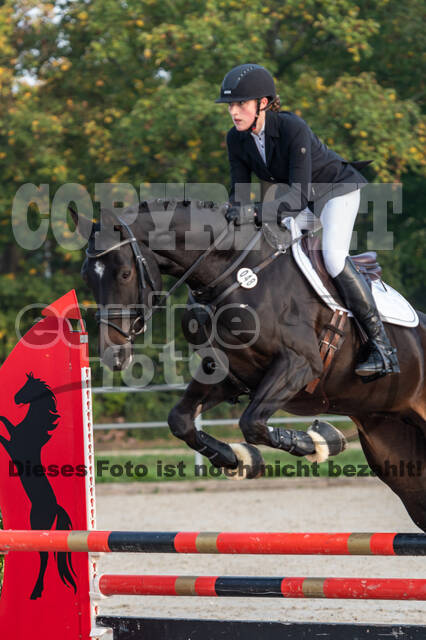 Goldene Schärpe 2020 - Pferde