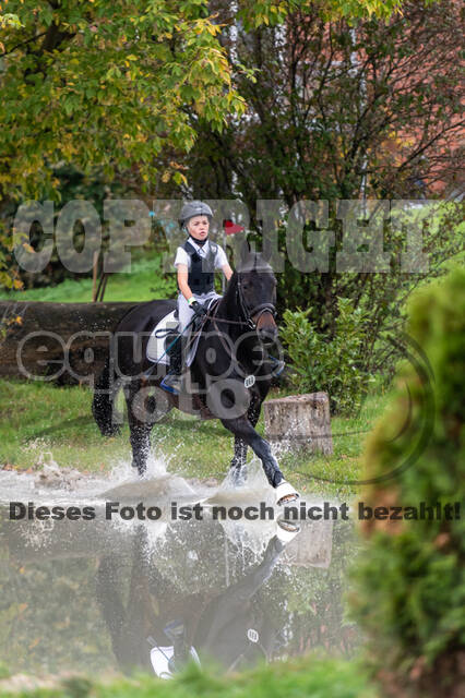 Goldene Schärpe 2020 - Pferde