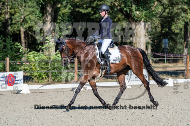 Kronenberg - De Peelbergen (August 2020)