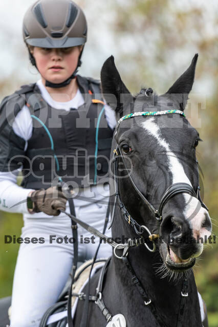 Goldene Schärpe 2020 - Pferde