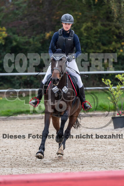 Goldene Schärpe 2020 - Pferde