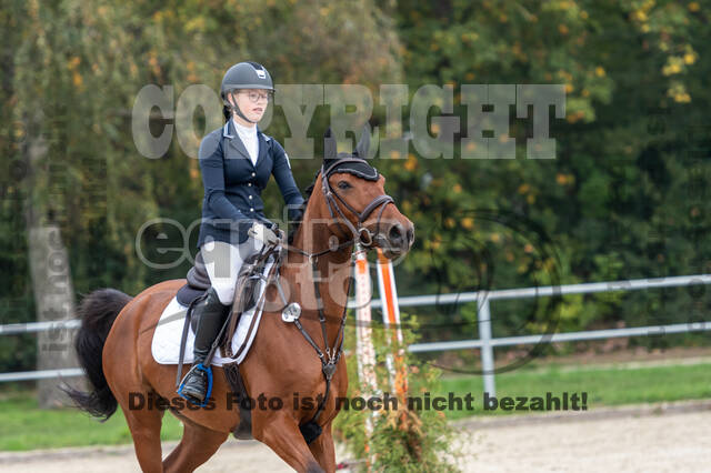 Goldene Schärpe 2020 - Pferde