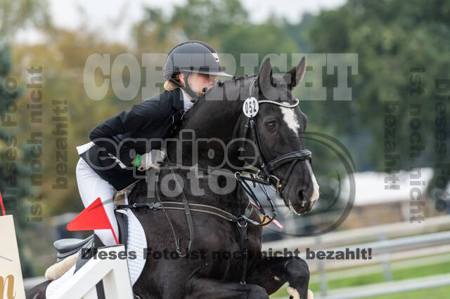 Goldene Schärpe 2020 - Pferde