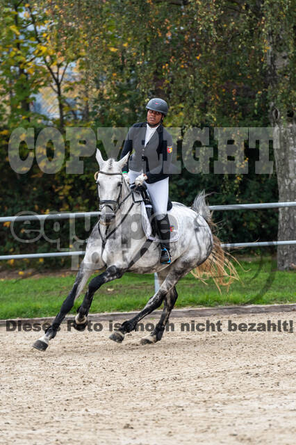 Goldene Schärpe 2020 - Pferde