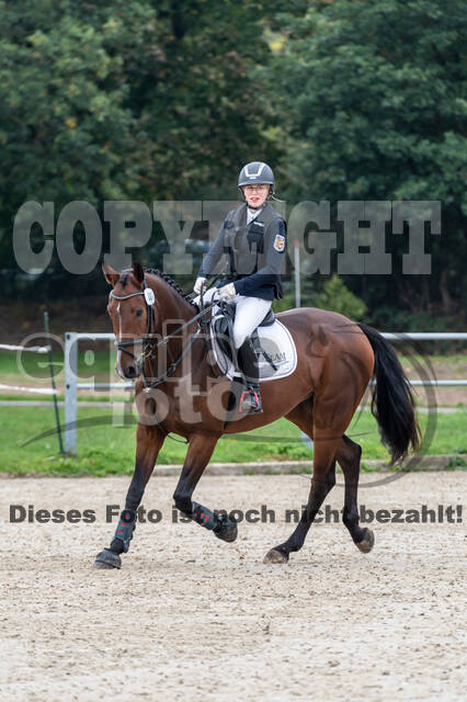 Goldene Schärpe 2020 - Pferde