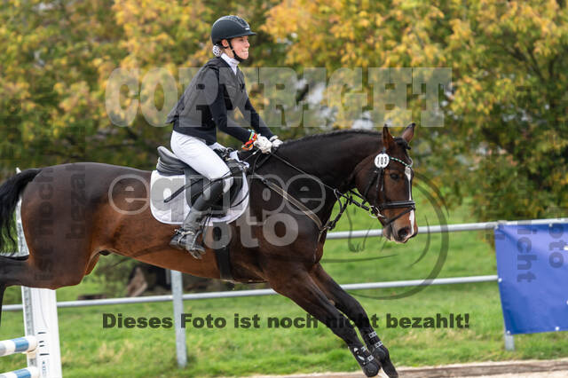 Goldene Schärpe 2020 - Pferde