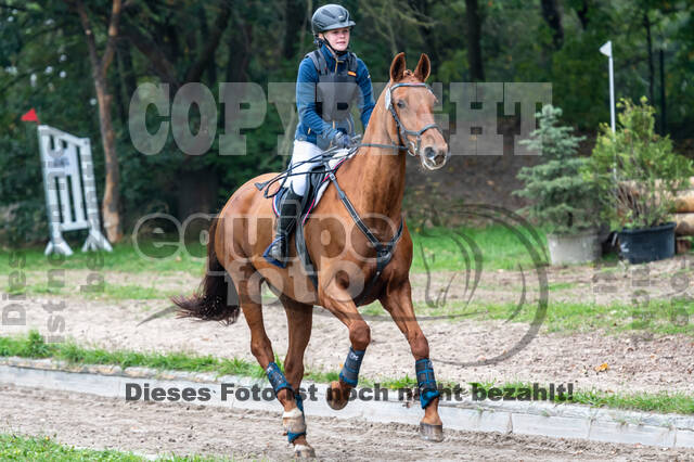 Goldene Schärpe 2020 - Pferde