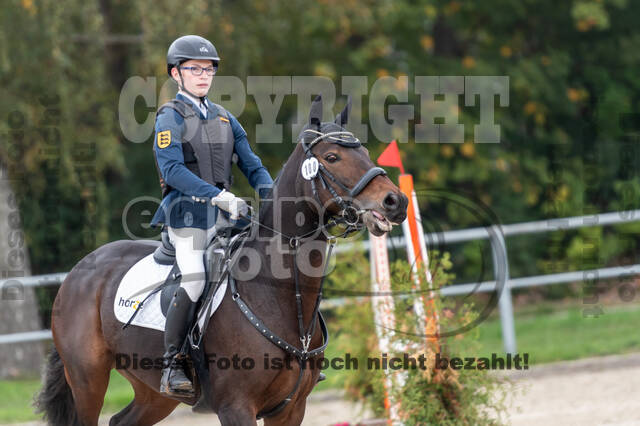 Goldene Schärpe 2020 - Pferde