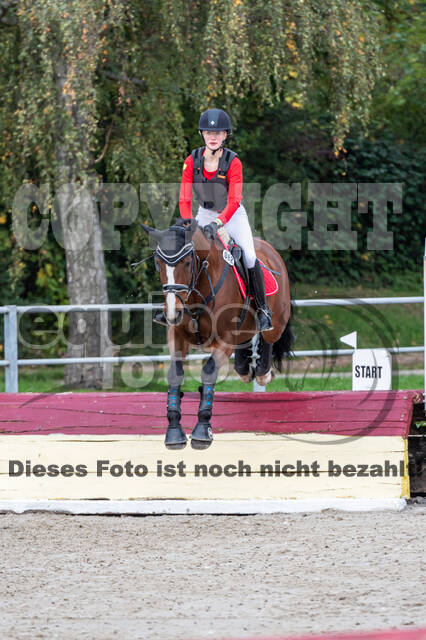 Goldene Schärpe 2020 - Pferde