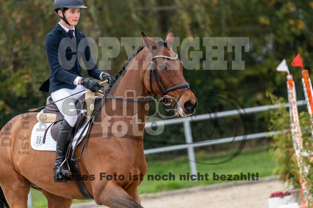 Goldene Schärpe 2020 - Pferde