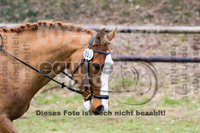 Jungpferdetag Hamminkeln