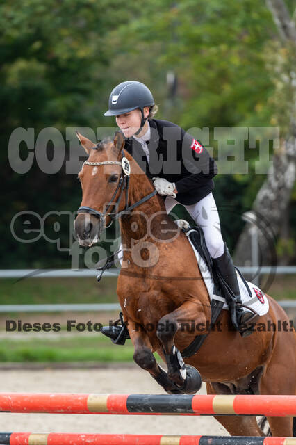 Goldene Schärpe 2020 - Pferde