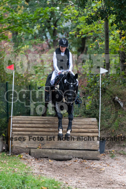 Goldene Schärpe 2020 - Pferde