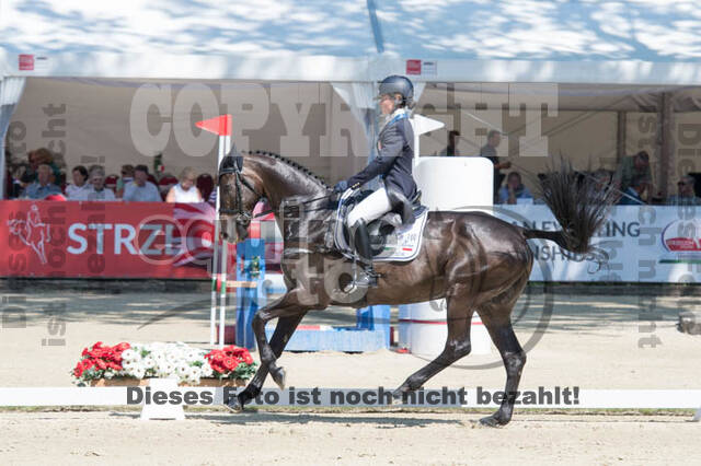 FEI European Championship