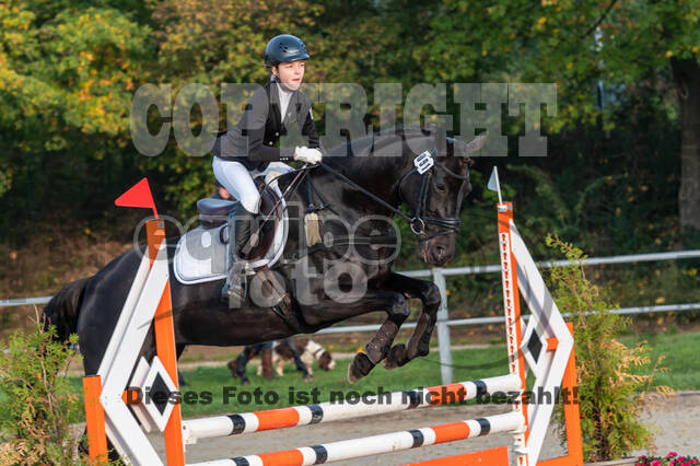 Goldene Schärpe 2020 - Pferde