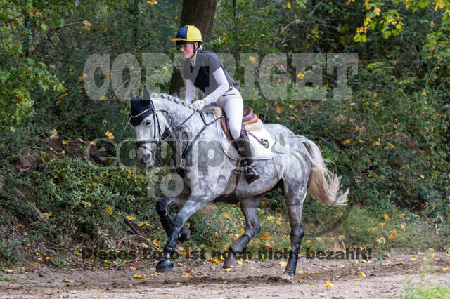 Goldene Schärpe 2020 - Pferde